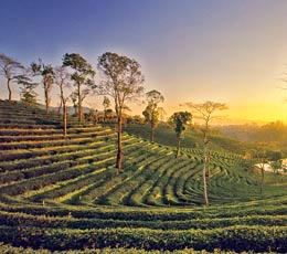 Tea Garden, Munnar, Kerala, India